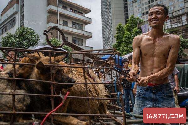 玉林狗肉节最新观察，传统习俗与动物权益的争议交织