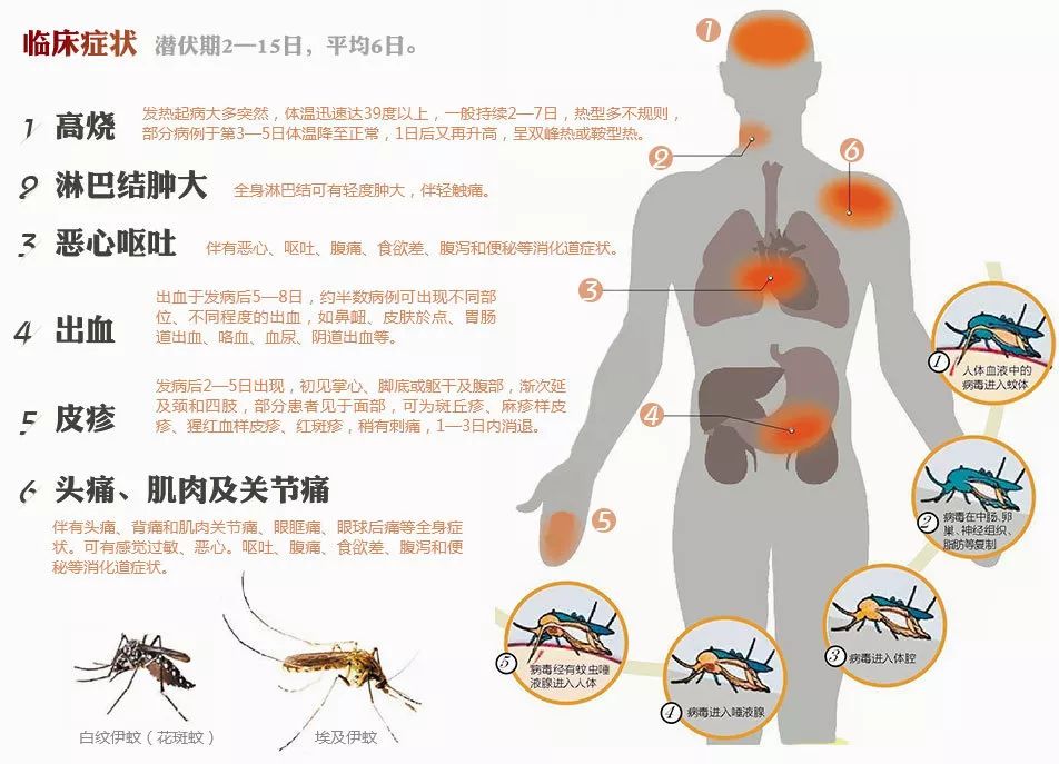 蚊子最新传播威胁及应对策略