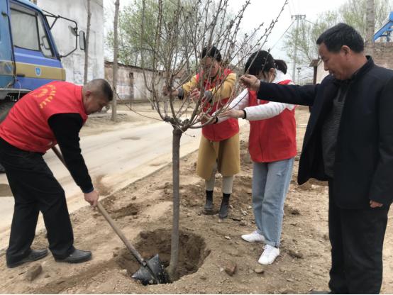 株树最新价格及市场趋势解析