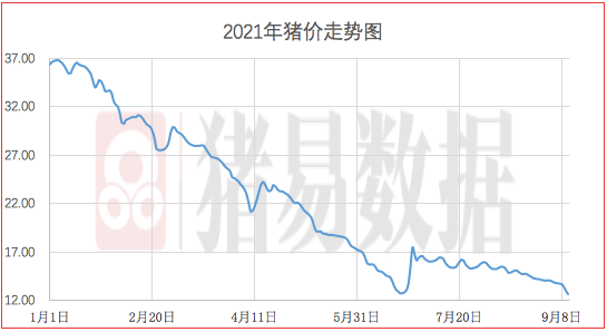 今日毛猪价动态更新分析