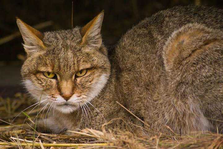 野猫最新网站，现代网络世界的独特魅力探索