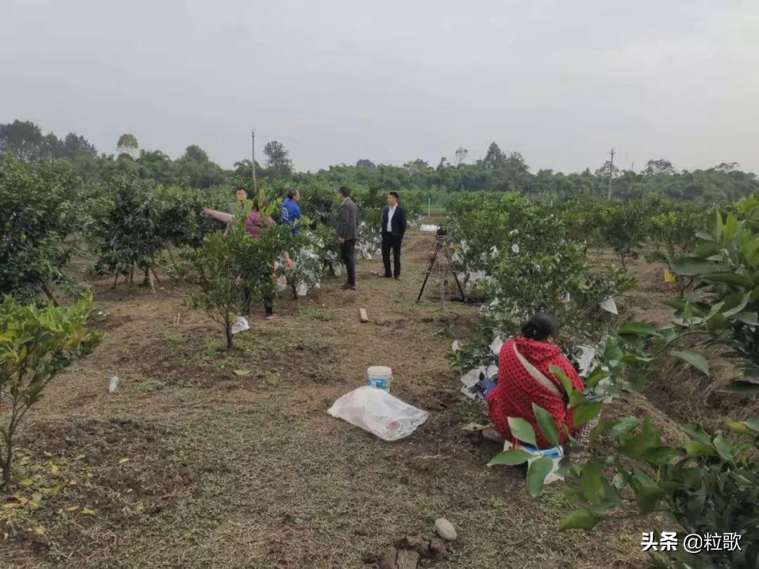 王树彬最新成就与贡献概览