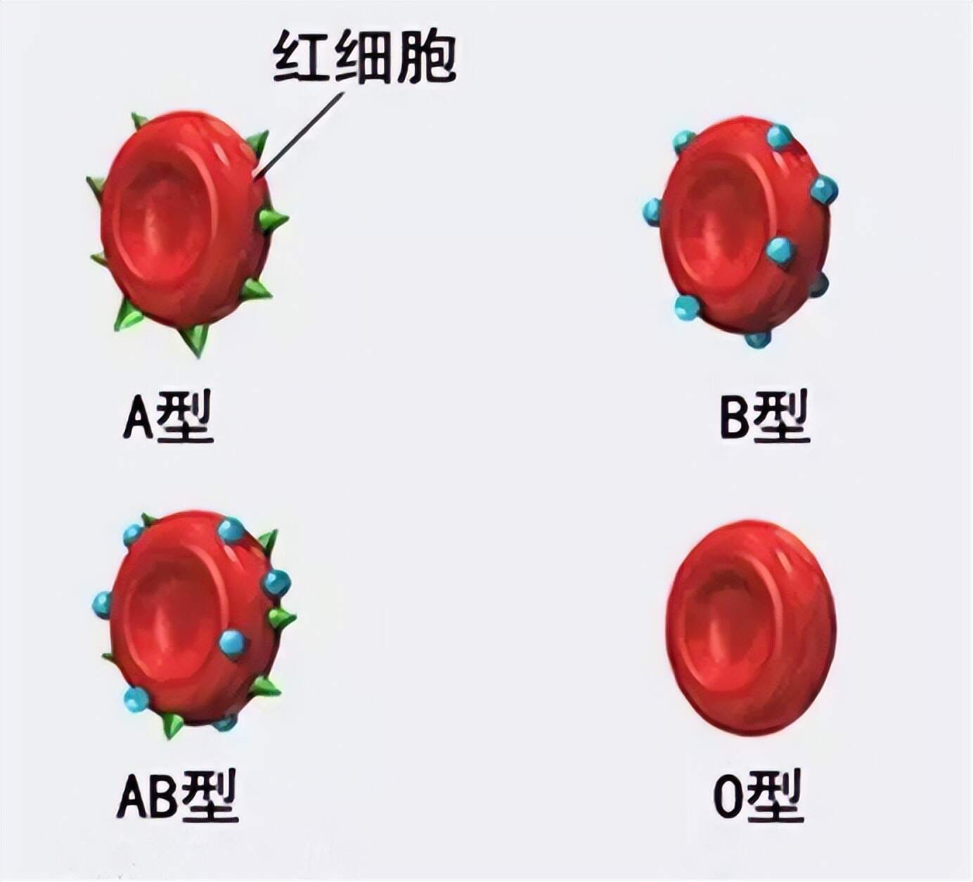 探索未来血液科学奥秘，最新型血型揭秘